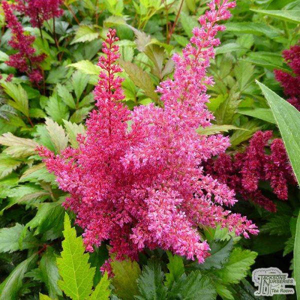 Astilbe_x_arendsii_Fanal