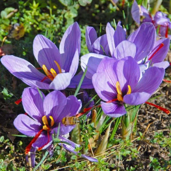 crocus_sativus_1200a