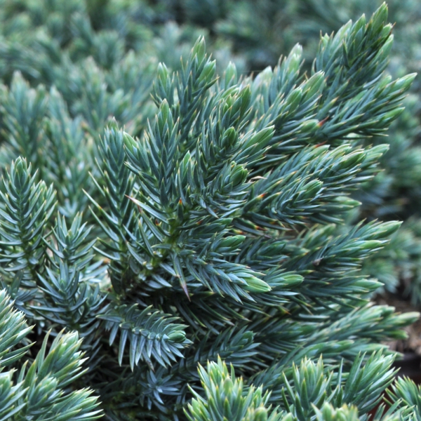 juniperus-squamata-blue-star-p2174-12863_image