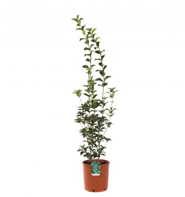 osmanthus-aquifolium-v24-produzione-000832