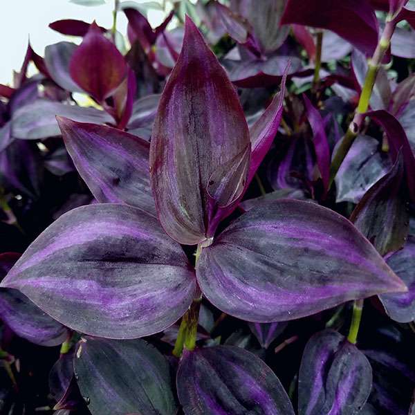 Commelinaceae-Tradescantia-zebrina-Deep-Purple-1-Steve’s-Leaves-Inc.-600x600