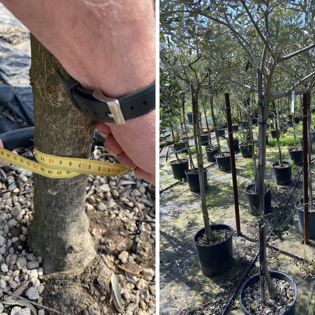 Albero Ulivo Olivo 10 anni pianta vaso