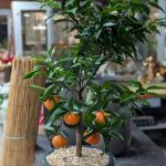 Mandarino in vaso smaltato (Citrus reticulata)